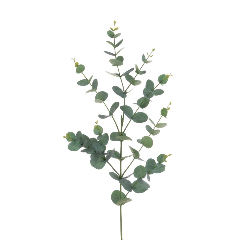Eucalyptus Spray