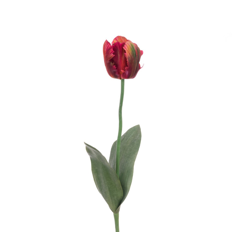 Parrot Tulip in Dark Pink
